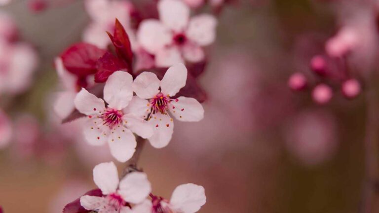 Flores com 4 letras: Guia Completo de Identificação
