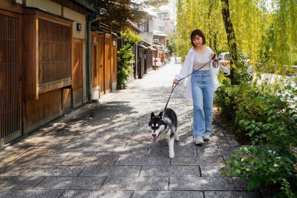 Os cuidados essenciais para garantir a segurança do seu cachorro na rua